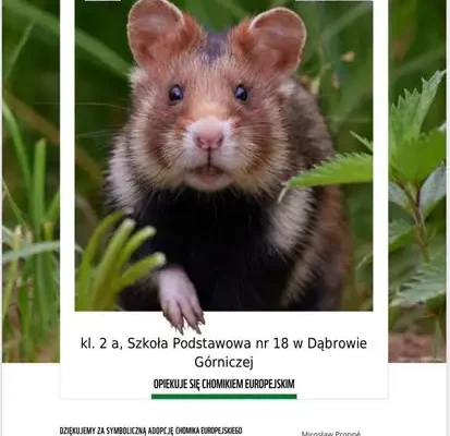 Uczniowie z Dąbrowy Górniczej adoptowali symbolicznie tygrysa i chomika europejskiego