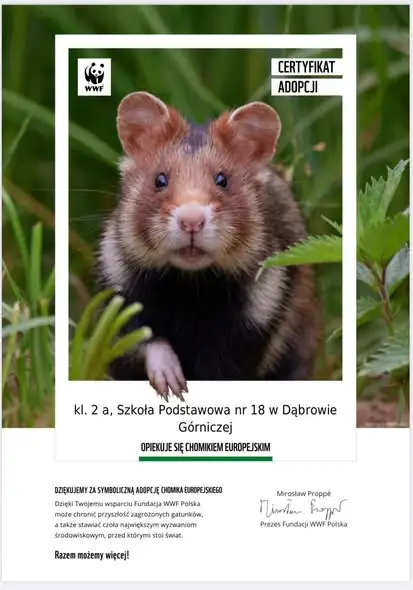Uczniowie z Dąbrowy Górniczej adoptowali symbolicznie tygrysa i chomika europejskiego